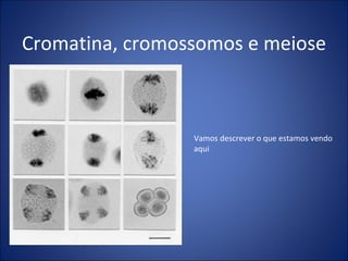 Cromatina, cromossomos e meiose Vamos descrever o que estamos vendo aqui 
