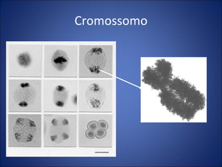 Cromossomo 