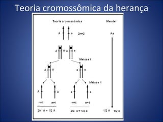 Teoria cromossômica da herança Genética Aplicada a Medicina - 2007 - I 