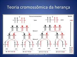 Teoria cromossômica da herança Genética Aplicada a Medicina - 2007 - I 