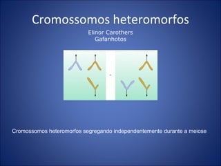 Cromossomos heteromorfos Elinor Carothers Gafanhotos Cromossomos heteromorfos segregando independentemente durante a meiose 