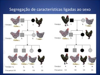 Segregação de características ligadas ao sexo Genética Aplicada a Medicina - 2007 - I 