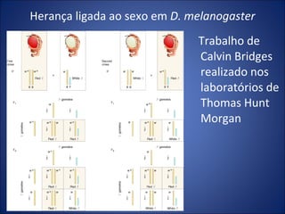 Herança ligada ao sexo em  D. melanogaster Trabalho de Calvin Bridges realizado nos laboratórios de Thomas Hunt Morgan 