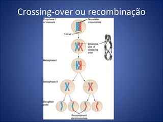 Crossing-over ou recombinação 