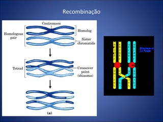 Recombinação 