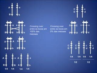 a A B b A B A B a b a b A B A b a B a b a A B B a A b b c C D d C D C D c d c d c C D d C D c d 1/4 1/4 1/4 1/4 1/4 1/4 1/4 1/4 1/2 1/2 Crossing over  entre os locos em 100% das meioses Crossing over  entre os locos em 0% das meioses 