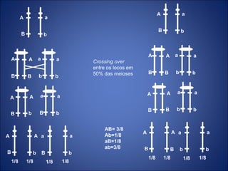 a A B b A B A B a b a b A B A b a B a b A A B b a a B b 1/8 1/8 1/8 1/8 a A B b A B A B a b a b A B A B a b a b A A B B a a b b 1/8 1/8 1/8 1/8 AB= 3/8 Ab=1/8 aB=1/8 ab=3/8 Crossing over  entre os locos em 50% das meioses 