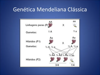 Genética Mendeliana Clássica 