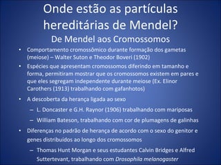 Onde estão as partículas hereditárias de Mendel? De Mendel aos Cromossomos Comportamento cromossômico durante formação dos gametas (meiose) – Walter Suton e Theodor Boveri (1902) Espécies que apresentam cromossomos diferindo em tamanho e forma, permitiram mostrar que os cromossomos existem em pares e que eles segregam independente durante meiose (Ex. Elinor Carothers (1913) trabalhando com gafanhotos) A descoberta da herança ligada ao sexo L. Doncaster e G.H. Raynor (1906) trabalhando com mariposas William Bateson, trabalhando com cor de plumagens de galinhas Diferenças no padrão de herança de acordo com o sexo do genitor e genes distribuídos ao longo dos cromossomos Thomas Hunt Morgan e seus estudantes Calvin Bridges e Alfred Suttertevant, trabalhando com  Drosophila melanogaster 