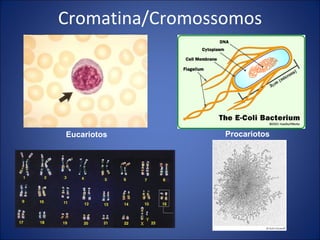 Cromatina/Cromossomos Eucariotos Procariotos 