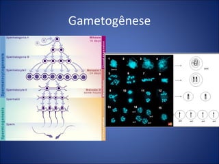 Gametogênese 