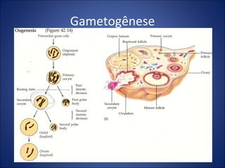 Gametogênese Genética Aplicada a Medicina - 2007 - I 