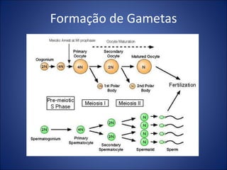 Formação de Gametas 