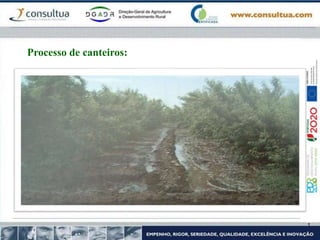 Processo de canteiros:
 