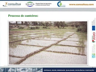 Processo de canteiros:
 