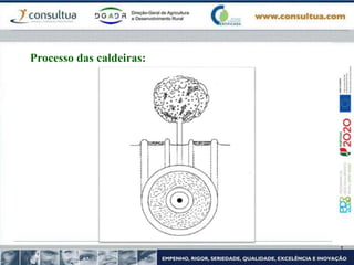 Processo das caldeiras:
 