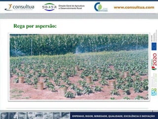 Rega por aspersão:
 