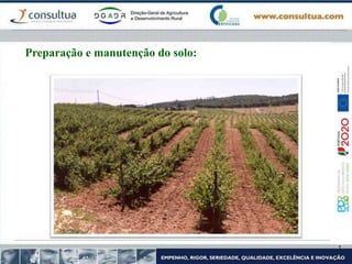 Preparação e manutenção do solo:
 