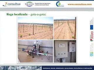 Rega localizada – gota-a-gota:
 