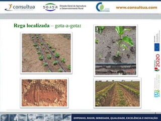 Rega localizada – gota-a-gota:
 