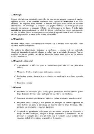 3.6 Patologia
Embora não haja uma característica especifica da lesão em pseudoraiva a mucosa de meatus,
epiglotes, traqueia e os brônquios usualmente estão hiperémicos hemorrágicos e as vezes
ulcerados. As amígdalas estão evidentes. A mucosa nasal pode estar coberta se exsudado
fibropurulento. Há hemorragias e congestão dos gânglios linfáticos e as úlceras podem estar
presentes nas gengivas e petequias evidentes no córtex renal, e no fígado. A lesão mais
proeminente macroscopicamente ao nível do sistema central nervoso ocorre particularmente
ao nível de córtex embora a morte possa ocorrer antes de algumas lesões ao nível do cérebro.
Há uma ganglioneurite e outras lesões ao nível de neurónio.
3.7 Diagnóstico
Os sinais clínicos, macro e micropatologicas em gato, cão e bovino e ovino associados com
os suínos podem ser sugestivos
Na ausência de infraestruturais virulogicas e serológicas a doença pode ser confirmada
através de inoculação do material infectado a coelhos para a reprodução da doença. Aqui se
manifesta um intenso prurido no sitio de inoculação. Outros testes podem ser da natureza
ELISA, neutralização.
3.8 Diagnóstico diferencial
 A pseudoraiva em leitões se presta a confusão com peste suína Africana, peste suína
clássica,
 Meningitis devido a streptococcus, e intoxicação com sal.
 Em bovinos a raiva e intoxicação com chumbo tem manifestação semelhante a pseudo
raiva
 Em ovinos a scrapie
3.9 Controle
 Em virtude da devastação que a doença pode provocar na industría suinícola países
livres da doença devem a todo o custo prevenir ou evitar a sua introdução.
 Quarentena em suínos genéticamente superiores quando se requerer a sua importação.
 Em países onde a doença já esta presente as estratégias de controle dependem de
vários factores tais como a importância da industría suinícola, níveis de maneio, infra-
estruturas de investigação e recursos financeiros
 O controle da pseudoraiva pode passar por um restrito programa de detectacão e
refugo ou então vacinações, testagem e refugo, depopulacão e repopulacão. Ao se
proceder a vacinação deve levar em conta que a vacinação usando estirpes muito
virulentas pode levar os animais ao estatuto de “portadores
 