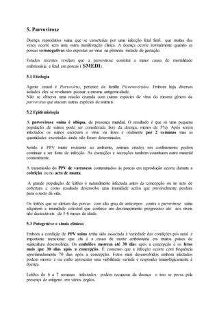 5. Parvovirose
Doença reprodutiva suína que se caracteriza por uma infecção fetal fatal que muitas das
vezes ocorre sem uma outra manifestação clínica. A doença ocorre normalmente quando as
porcas seronegativas são expostas ao vírus na primeira metade de gestação.
Estudos recentes revelam que a parvovirose constitui a maior causa de mortalidade
embrionária e fetal em porcas ( SMEDI)
5.1 Etiologia
Agente causal é Parvovírus, pertence da família Picornaviridea. Embora haja diversos
isolados eles se revelaram possuir a mesma antigenicidade.
Não se observa uma reacão cruzada com outras espécies de vírus do mesmo género da
parvovírus que atacam outras espécies de animais.
5.2 Epidemiologia
A parvovirose suína é ubíqua, de presença mundial. O resultado é que só uma pequena
população de suínos pode ser considerada livre da doença, menos de 5%). Após serem
infectados os suínos excretam o vírus via fezes e oralmente por 2 semanas mas as
quantidades excretadas ainda não foram determinadas.
Sendo o PPV muito resistente ao ambiente, animais criados em confinamento podem
continuar a ser fonte de infecção. As excreções e secreções também constituem outro material
contaminante.
A transmissão do PPV de varrascos contaminados ás porcas em reprodução ocorre durante a
cobrição ou no acto de monta.
A grande população de leitões é naturalmente infectada antes da concepção ou no acto de
cobertura e como resultado desenvolve uma imunidade activa que provávelmente perdura
para o resto da vida.
Os leitões que se aleitam das porcas com alto grau de anticorpos contra a parvovirose suína
adquirem a imunidade colostral que conhece um desvanecimento progressivo até aos níveis
não dectectáveis de 3-6 meses de idade.
5.3 Patogenése e sinais clínicos
Embora a condição de PPV suina tenha sido associada à variedade das condições pós natal é
importante mencionar que ela é a causa de morte embrionária em muitos países de
suinicultura desenvolvida. Os embriões morrem até 30 dias após a concepção e os fetos
mais que 30 dias após a concepção. É consenso que a infecção ocorre com frequência
aproximadamente 70 dias após a concepção. Fetos mais desenvolvidos embora afectados
podem morrer e ou então apresentar uma viabilidade variada e responder imunológicamente à
doença.
Leitões de 6 a 7 semanas infectados podem recuperar da doença e isso se prova pela
presença de antigeno em vários órgãos.
 