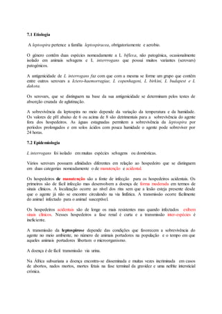 7.1 Etiologia
A leptospira pertence a família leptospiracea, obrigatoriamente e aerobio.
O género contêm duas espécies nomeadamente a L biflexa, não patogénica, ocasionalmente
isolado em animais selvagens e L interrrogans que possui muitos variantes (serovars)
patogénicos.
A antigenicidade de L interrogans faz com que com a mesma se forme um grupo que contêm
entre outros serovars a Ictero-haemorragiae, L copenhageni, L birkini, L budapest e L
dakota.
Os serovars, que se distinguem na base da sua antigenicidade se determinam pelos testes de
absorção cruzada de aglutinação.
A sobrevivência da leptospira no meio depende da variação da temperatura e da humidade.
Os valores de pH abaixo de 6 ou acima de 8 são detrimentais para a sobrevivência do agente
fora dos hospedeiros. As águas estagnadas permitem a sobrevivência da leptospira por
períodos prolongados e em solos ácidos com pouca humidade o agente pode sobreviver por
24 horas.
7.2 Epidemiologia
L interrogans foi isolado em muitas espécies selvagens ou domésticas.
Vários serovars possuem afinidades diferentes em relação ao hospedeiro que se distinguem
em duas categorias nomeadamente o de manutenção e acidental.
Os hospedeiros de manutenção são a fonte de infecção para os hospedeiros acidentais. Os
primeiros são de fácil infecção mas desenvolvem a doença de forma moderada em termos de
sinais clínicos. A localização ocorre ao nível dos rins sem que a lesão esteja presente desde
que o agente já não se encontre circulando na via linfática. A transmissão ocorre fácilmente
do animal infectado para o animal susceptível.
Os hospedeiros acidentais são de longe os mais resistentes mas quando infectados exibem
sinais clínicos. Nesses hospedeiros a fase renal é curta e a transmissão inter-espécies é
ineficiente.
A transmissão da leptospirose depende das condições que favorecem a sobrevivência do
agente no meio ambiente, no número de animais portadores na população e o tempo em que
aqueles animais portadores libertam o microorganismo.
A doença é de fácil transmissão via urina.
Na África subsariana a doença encontra-se disseminada e muitas vezes incriminada em casos
de abortos, nados mortos, mortes fetais na fase terminal da gravidez e uma nefrite intersticial
crónica.
 