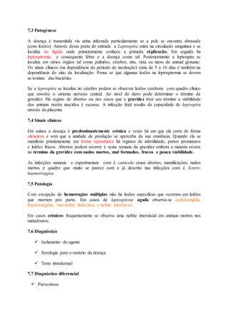 7.3 Patogénese
A doença é transmitida via urina infectada particularmente se a pele se encontra abrasada
(com lesões). Através dessa porta de entrada a Leptospira entra na circulação sanguínea e se
localiza no fígado onde primeiramente conhece a primeira réplicacão. Em seguida há
leptospiremia e consequente febre e a doença como tal. Posteriormente a leptospira se
localiza em vários órgãos tal como pulmões, cérebro, rins, vista ou útero do animal gestante.
Os sinais clínicos (na dependência do período de incubação) varia de 5 a 16 dias e também na
dependência do sitio da localização. Pensa se que algumas lesões na leptospiremia se devem
as toxinas das bactérias.
Se a leptospira se localiza no cérebro podem se observar lesões cerebrais com quadro clínico
que envolve o sistema nervoso central. Ao nível do útero pode determinar o término da
gravidez. Há registo de abortos ou nos casos que a gravidez tiver seu término a viabilidade
dos animais recém nascidos é escassa. A infecção fetal resulta da capacidade de leptospira
atravéz da placenta.
7.4 Sinais clínicos
Em suinos a doença é predominantemente crónica e vezes há em que ela corre de forma
silenciosa e sem que a unidade de produção se aperceba da sua existência. Quando ela se
manifesta primáriamente em forma reprodutiva há registos de infertilidade, partos prematuros
e leitões fracos. Abortos podem ocorrer à sexta semana da gravidez embora a maioria ocorra
no término da gravidez com nados mortos, mal formados, fracos e pouca viabilidade.
As infecções naturais e experimentais com L canicola causa abortos, mumificações, nados
mortos e quadro que muito se parece com o já descrito nas infecções com L Ictero-
haemorragiea.
7.5 Patologia
Com excepção de hemorragias múltiplas não há lesões especificas que ocorram em leitões
que morram pós parto. Em casos de leptospirose aguda observa-se esplenomgalia,
hepatomegália, miocardite linfocitica e nefrite intersticial.
Em casos crónicos frequentemente se observa uma nefrite intersticial em animais mortos nos
matadouros.
7.6 Diagnóstico
 Isolamento do agente
 Serologia para o rastreio da doença
 Teste intradermal
7.7 Diagnóstico diferencial
 Parvovirose
 