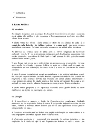  Colibacilose
 Mycotoxinas
8. Rinite Atrófica
8.1 Introdução
As infecções toxigénicas com as estirpes de Bordetella bronchiseptica em suinos causa uma
atrofia rinitica não atrófica e não comumente a broconcopneumonia em leitões com idade
inferior á uma semana.
A atrofia rinitica não atrófica afecta animais de idade até seis semanas de idade e se
caracteriza pela distorsão de turbinas ventrais e septum nasal mas sem a presença
retardada de crescimento. As lesões provocadas remanescem até a idade adulta de animais.
As infecções da cavidade nasal de leitões com as estirpes toxigénicas de Pasteurela
multocida tipo A e B ou na presença de misturas com a B. Brochiseptica causam uma rinite
atrófica progressiva em animais de idade igual a 13-17 semanas de vida podendo contudo
também afectar animais jovens.
É uma doença mais severa que a rinite atrófica não progressiva que se caracteriza por uma
severa atrofia de turbinados e provoca defeitos do septo da cavidade nasal que pode estar
acompanhada por uma deformação dos ossos faciais e o atrazo de crescimento dos animais
afectados.
A partir de cortes longitudinais de animais em matadouros e de isolados bacterianos a partir
das colecções daquelas mesmas cavidades levaram á aparente conclusão de que a atrofia não
progressiva é uma condição mórbida mais frequente em animais criados intensivamente e
pouco comum em animais de criação extensiva. Esta mesma apresentacao da doença se crê
ser igual em muitas criações africanas bem como em outras criações doutros continentes.
A atrofia rinitica progessiva é de importância economica muito grande devido ao atrazo
significativo que implica no crescimento dos animais.
8.2 Etiologia
A B bronchiseptica pertence á familia da Enterobacteriace mundialmente distribuida
parasitando as vias respiratorias baixas de suinos. É um parasita obrigatoria daquelas vias em
suinos, canideos e roedores. Muitos isolados que não de cães apresentam u baixo grau de
patogenicidade em suinos.
A Pastereula multocida pode ser isolada dos gânglios retrofaríngeos de muitos animais e se
sabe ser patgénico em muitas espécies donde se destaca aves.
A Pastereula multocida é responsável pela peumonia. As estirpes toxigénicas e não
toxigénicas da P multocida tipo D sao frequentemente isoladas no nariz e menos nos
 
