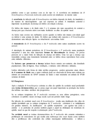 pulmões como o que acontece com as do tipo A. A ocorrência em simultaneo de B
bronchiseptica e Pastereula multocida pode ocorrer em simultaneo no mesmo suino
A ocorrência da infecção pela B bronchiseptica em leitões depende da idade, da imunidade e
do numero de microorganismo que sao expostos ao animal. A imunidade colostral é
importante na predicção da doença em leitões em relação á doença.
Os leitões não imunes e de idade entre 3 e 6 semanas são mais susceptiveis de contrair a
doença pois que a bacteria adere com muita facilidade as cilias do epitélio nasal.
As lesões mais severas nos turbinados ocorre quando os leitões não imunes com idade igual
ou inferior á uma semana de idade. Os leitões que tenham sido expostos a B bronchiseptica
demonstram uma infecção ligeira ou virtualmente sem nenhua lesão
A transmissão da B. bronchiseptica e da P multocida entre suinos usualmente ocorre via
aerosol.
A introdução de animais portadores de B bronchiseptica e P multocida numa população
susceptivel é uma das mais importante formas de disseminação da doença. As porcas
parecem ser a maior fonte de infecção da doença em leitões. Uma vez que a doença seja
transmitida começa uma transmissão horizontal entre os leitões dessa reprodutora bem como
entre ninhadas diferentes.
Os factores que promovem a doença incluem fracos maneio zoo-sanitario, alta densidade
populacional, falta de higiene, fraca ventilação, e misturas entre diferentes ninhadas.
Leitões infectados pela forma de rinite atrófica progressiva podem apresentar sinais clinicos
ás 4 semanas de idade mas a maior evidência pode ser observada de forma mais evidente em
animais em crescimento de 13-17 semanas de idade e mais raramente em animais de 17-21
semanas de idade
8.3 Patogénese
Após a inalação B bronchiseptica coloniza os cilios do epitélio da cavidade nasal produzindo
uma toxina dermonecrótica que se pensa jogar um papel importante na produção das lesões
das turbinas nas rinites atróficas não progressivas.
Se as estirpes toxigénicas da P multocida excretam os seus efeitos patogénicos, estas
colonizam os epitélios nasais em larga escala e por um periodo muito longo.
Da infecção da cavidade nasal com B bronchiseptica resulta uma danificação dos cilios do
epitélio permitindo que as estirpes toxigénicas de P multocida colonizem e se multipliquem
em grandes números. As danificações do epitélio respiratório por agentes tais como a
amónia e as particulas de poeiras também jogam o papel na diminuição da resistência do
epitélio nasal no que diz respeito á colonização pela P multocida.
Na cavidade nasal as toxinas dermonecróticas da P multocida não somente estimulam a
proliferação de osteoclastos de que resulta uma reabsorçao dos ossos faciais como também
dão a proliferacao não controlada das células mesenquiais indiferenciadas e inibem a
 