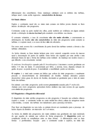 diferenciação dos osteoblastos. Estas mudanças culminam com os defeitos das turbinas,
tabique nasal e uma arofia rogressiva caracteristica da doença.
8.4 Sinais clínicos
Espiros e corrimento nasal são os sinais mais comuns em leitões jovens durante as fazes
iniciais da infecção não progressiva.
Corrimento ocular na parte medial dos olhos, pode também ser evidência em alguns animais
devido a obstrução do ductus lacrimal pelo exsudado e/ou defeitos nos ductus.
O consumo voluntário, a taxa de crescimento não são muito afectdos, e externamente as
deformações do focinho não são característica da rinite não progressiva sendo somente as
turbinas e o septum nasal, e os ossos da face não são afectados.
Em casos mais severos há o envolvimento da parte dorsal das turbinas ventrais e dorsais e das
turbinas ethmoidais.
As lesões durante as fazes iniciais incluem uma rinite catarral, congestão severa da mucosa
nasal e descamação de partes do epitélio. Estas lesões são seguidas por uma atrofia e uma
distorção bizara do tipo e forma das turbinas como reultado da mudança nos tecidos ósseos o
que dificulta o seu crescimento normal.
O sindrome brochiseptico causado pela B. brocnhiseptica é incomum e ocorre geralmente em
leitões 3-4 dias de idade. É caracterizada por febre, a norexia, tosse, dispneia redução do
ganho de peso ou perda de peso. A mortalidade e mordilidade podm ser elevadas.
O espirro é o sinal mais comum em leitões que sofrem da rinite progressiva e usualmente
precede o desenvolvimento de deformidades do focinho. Animais afectados podem
desenvolver vários graus de desvio do focinho, desviando-se geralmente para o lado de maior
lesão das turbinas.
Em animais com rinite progressiva pode ocorrer pneumonia causada pela P. multocida.
Animais com rinite progressiva apresentam lesões similares mas mais severas do que aqueles
com rinite não progressiva.
8.5 Diagnóstico e Diagnóstico diferencial
O diagnóstico da rinite atrófica progressiva ou não progresiva é baseado nos achados clínicos
(espiros e rosnar e corrimento ocular no canto medial dos ohos), cultura de zaragatoas nasais
e das tonsilas, e exame das turbinas nos matadouros para a presença de lesões.
Para fazer um diagnóstico na vara toda, os animais devem ser examinados para a presença de
lesões depois de abatidos em intervalos de 3 a 6 meses.
As lesões da rinitis não progressiva são muito similares mas geralmente são mais moderada
do que aquelas de animais que sofrem da forma progressiva. O diagnóstico pode ser
complicado devido as semelhanças entre as duas formas. A diferenciação entre as duas
formas é problemática. Excepto para o corrimento ocular e espirros, na rinite não
 