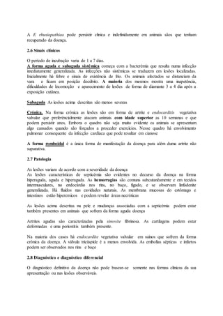 A E rhusiopathiea pode persistir clinica e indefinidamente em animais sãos que tenham
recuperado da doença.
2.6 Sinais clínicos
O período de incubação varia de 1 a 7 dias.
A forma aguda e subaguda sistémica começa com a bacterémia que resulta numa infecção
imediatamente generalizada. As infecções não sistémicas se traduzem em lesões localizadas.
Inicialmente há febre e sinais de existência de frio. Os animais afectados se distanciam da
vara e ficam em posição decúbito. A maioria dos mesmos mostra uma inapetência,
dificuldades de locomoção e aparecimento de lesões de forma de diamante 3 a 4 dia após a
exposição cutânea.
Subaguda As lesões acima descritas são menos severas
Crónica. Na forma crónica as lesões são em forma de artrite e endocarditis vegetativa
valvular que preferêncialmente atacam animais com idade superior as 10 semanas e que
podem persistir anos. Embora o quadro não seja muito evidente os animais se apresentam
algo cansados quando são forçados a proceder exercícios. Nesse quadro há envolvimento
pulmonar consequente da infecção cardíaca que pode resultar em cianose
A forma romboidal é a única forma de manifestação da doença para além duma artrite não
supurativa.
2.7 Patologia
As lesões variam de acordo com a severidade da doença
As lesões características de septicémia são evidentes no decurso da doença na forma
hiperaguda, aguda e hiperaguda. As hemorragias são comuns subcutanêamente e em tecidos
intermusculares, no endocárdio nos rins, no baço, fígado, e se observam linfadenite
generalizada. Há fluídos nas cavidades naturais. As membrana mucosas do estômago e
intestinos estão hiperemicos e podem revelar áreas necróticas
As lesões acima descritas na pele e mudanças associadas com a septicémia podem estar
também presentes em animais que sofrem da forma aguda doença
Artrites agudas são caracterizadas pela sinovite fibrinosa. As cartilagens podem estar
deformadas e uma periostitis também presente.
Na maioria dos casos há endocardite vegetativa valvular em suínos que sofrem da forma
crónica da doença. A válvula tricúspide é a menos envolvida. As embolias sépticas e infartos
podem ser observados nos rins e baço
2.8 Diagnóstico e diagnóstico diferencial
O diagnóstico definitivo da doença não pode basear-se somente nas formas clínicas da sua
apresentação ou nas lesões observáveis.
 