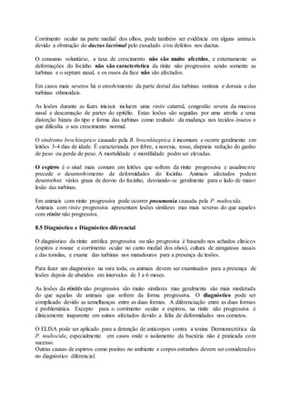 Corrimento ocular na parte medial dos olhos, pode também ser evidência em alguns animais
devido a obstrução do ductus lacrimal pelo exsudado e/ou defeitos nos ductus.
O consumo voluntário, a taxa de crescimento não são muito afectdos, e externamente as
deformações do focinho não são característica da rinite não progressiva sendo somente as
turbinas e o septum nasal, e os ossos da face não são afectados.
Em casos mais severos há o envolvimento da parte dorsal das turbinas ventrais e dorsais e das
turbinas ethmoidais.
As lesões durante as fazes iniciais incluem uma rinite catarral, congestão severa da mucosa
nasal e descamação de partes do epitélio. Estas lesões são seguidas por uma atrofia e uma
distorção bizara do tipo e forma das turbinas como reultado da mudança nos tecidos ósseos o
que dificulta o seu crescimento normal.
O sindrome brochiseptico causado pela B. brocnhiseptica é incomum e ocorre geralmente em
leitões 3-4 dias de idade. É caracterizada por febre, a norexia, tosse, dispneia redução do ganho
de peso ou perda de peso. A mortalidade e mordilidade podm ser elevadas.
O espirro é o sinal mais comum em leitões que sofrem da rinite progressiva e usualmente
precede o desenvolvimento de deformidades do focinho. Animais afectados podem
desenvolver vários graus de desvio do focinho, desviando-se geralmente para o lado de maior
lesão das turbinas.
Em animais com rinite progressiva pode ocorrer pneumonia causada pela P. multocida.
Animais com rinite progressiva apresentam lesões similares mas mais severas do que aqueles
com rinite não progressiva.
8.5 Diagnóstico e Diagnóstico diferencial
O diagnóstico da rinite atrófica progressiva ou não progresiva é baseado nos achados clínicos
(espiros e rosnar e corrimento ocular no canto medial dos ohos), cultura de zaragatoas nasais
e das tonsilas, e exame das turbinas nos matadouros para a presença de lesões.
Para fazer um diagnóstico na vara toda, os animais devem ser examinados para a presença de
lesões depois de abatidos em intervalos de 3 a 6 meses.
As lesões da rinitis não progressiva são muito similares mas geralmente são mais moderada
do que aquelas de animais que sofrem da forma progressiva. O diagnóstico pode ser
complicado devido as semelhanças entre as duas formas. A diferenciação entre as duas formas
é problemática. Excepto para o corrimento ocular e espirros, na rinite não progressiva é
clinicamente inaparente em suínos afectados devido a falta de deformidades nos cornetos.
O ELISA pode ser aplicado para a detenção de anticorpos contra a toxina Dermonecrótica da
P. multocida, especialmente em casos onde o isolamento da bactéria não é praticada com
sucesso.
Outras causas de espirros como poeiras no ambiente e corpos estranhos devem ser considerados
no diagnóstico diferencial.
 