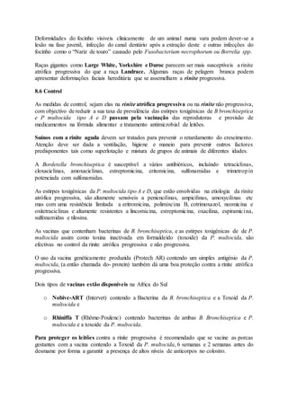 Deformidades do focinho visiveis clinicamente de um animal numa vara podem dever-se a
lesão na fase juvenil, infecção do canal dentário após a extração deste e outras infecções do
focinho como o “Nariz de touro” causado pelo Fusobacterium necrophorum ou Borrelia spp.
Raças gigantes como Large White, Yorkshire e Duroc parecem ser mais susceptíveis a rinite
atrófica progressiva do que a raça Landrace. Algumas raças de pelagem branca podem
apresentar deformações faciais hereditária que se assemelham a rinite progressiva.
8.6 Control
As medidas de control, sejam elas na rinite atrófica progressiva ou na rinite não progressiva,
com objectivo de reduzir a sua taxa de prevalência das estirpes toxigénicas de B bronchiseptica
e P multocida tipo A e D passam pela vacinação das reprodutoras e provisão de
medicamentos na fórmula alimentar e tratamento antimicrobial de leitões.
Suínos com a rinite aguda devem ser tratados para prevenir o retardamento do crescimento.
Atenção deve ser dada a ventilação, higiene e maneio para prevenir outros factores
predisponentes tais como superlotação e mistura de grupos de animais de diferentes idades.
A Bordetella bronchiseptica é susceptível a vários antibióticos, incluíndo tetraciclinas,
cloxaciclinas, amoxaciclinas, estreptomicina, eritomicina, sulfonamidas e trimetropin
potenciada com sulfonamidas.
As estirpes toxigénicas da P. multocida tipo A e D, que estão envolvidas na etiologia da rinite
atrófica progressiva, são altamente sensíveis a penicncilinas, ampicilinas, amoxycilinas etc
mas com uma resistência limitada a eritromicina, polimixcina B, cotrimoxazol, neomicina e
oxitetraciclinas e altamente resistentes a lincomicina, estreptomicina, oxacilina, espiramicina,
sulfonamidas e tilosina.
As vacinas que contenham bacterinas de B. bronchiseptica, e as estirpes toxigénicas de de P.
multocida assim como toxina inactivada em formaldeído (toxoide) da P. multocida, são
efectivas no control da rinite atrófica progressiva e não progressiva.
O uso da vacina genéticamente produzida (Protech AR) contendo um simples antigénio da P.
multocida, (a então chamada do- protein) também dá uma boa proteção contra a rinite atrófica
progressiva.
Dois tipos de vacinas estão disponíveis na Africa do Sul
o Nobivc-ART (Intervet) contendo a Bacterina da B. bronchiseptica e a Toxoid da P.
multocida e
o Rhiniffa T (Rhôme-Poulenc) contendo bacterinas de ambas B. Bronchiseptica e P.
multocida e a toxoide da P. multocida.
Para proteger os leitões contra a rinite progressiva é recomendado que se vacine as porcas
gestantes com a vacina contendo a Toxoid da P. multocida, 6 semanas e 2 semanas antes do
desmame por forma a garantir a presença de altos níveis de anticorpos no colostro.
 