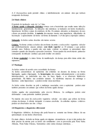A E rhusiopathiea pode persistir clinica e indefinidamente em animais sãos que tenham
recuperado da doença.
2.6 Sinais clínicos
O período de incubação varia de 1 a 7 dias.
A forma aguda e subaguda sistémica começa com a bacterémia que resulta numa infecção
imediatamente generalizada. As infecções não sistémicas se traduzem em lesões localizadas.
Inicialmente há febre e sinais de existência de frio. Os animais afectados se distanciam da vara
e ficam em posição decúbito. A maioria dos mesmos mostra uma inapetência, dificuldades de
locomoção e aparecimento de lesões de forma de diamante 3 a 4 dia após a exposição cutânea.
Subaguda As lesões acima descritas são menos severas
Crónica. Na forma crónica as lesões são em forma de artrite e endocarditis vegetativa valvular
que preferêncialmente atacam animais com idade superior as 10 semanas e que podem
persistir anos. Embora o quadro não seja muito evidente os animais se apresentam algo
cansados quando são forçados a proceder exercícios. Nesse quadro há envolvimento pulmonar
consequente da infecção cardíaca que pode resultar em cianose
A forma romboidal é a única forma de manifestação da doença para além duma artrite não
supurativa.
2.7 Patologia
As lesões variam de acordo com a severidade da doença
As lesões características de septicémia são evidentes no decurso da doença na forma
hiperaguda, aguda e hiperaguda. As hemorragias são comuns subcutanêamente e em tecidos
intermusculares, no endocárdio nos rins, no baço, fígado, e se observam linfadenite
generalizada. Há fluídos nas cavidades naturais. As membrana mucosas do estômago e
intestinos estão hiperemicos e podem revelar áreas necróticas
As lesões acima descritas na pele e mudanças associadas com a septicémia podem estar
também presentes em animais que sofrem da forma aguda doença
Artrites agudas são caracterizadas pela sinovite fibrinosa. As cartilagens podem estar
deformadas e uma periostitis também presente.
Na maioria dos casos há endocardite vegetativa valvular em suínos que sofrem da forma
crónica da doença. A válvula tricúspide é a menos envolvida. As embolias sépticas e infartos
podem ser observados nos rins e baço
2.8 Diagnóstico e diagnóstico diferencial
O diagnóstico definitivo da doença não pode basear-se somente nas formas clínicas da sua
apresentação ou nas lesões observáveis.
Os sinais clínicos da lesão na forma aguda em algumas circunstâncias só por si não podem dar
ideia precisa da mesma pois as lesões são semelhantes com as provocada pela Peste Suína
Africana, Peste Suína Clássica, Samonelose entre outras doenças sistémicas. .
 