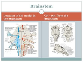 III, IV, VI Cranial nervess on the movement of eye | PPTX