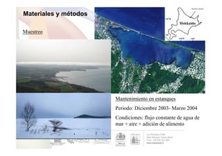Materiales y métodos

Muestreo
Lugar: Saroma Lagoon
Periodo: Abril 2003-Agosto 2004




                                  ...