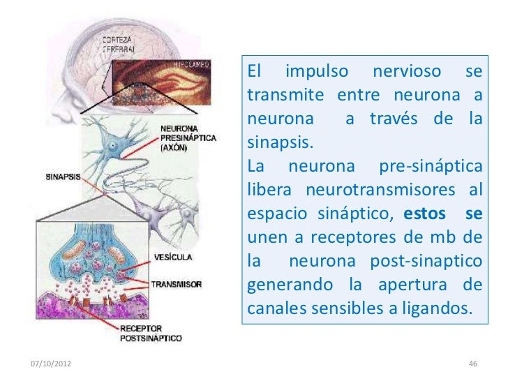 Donde Se Origina El Impulso Nervioso es.slideshare.net