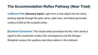 Near Response Components III nerve and light reflex.pptx hshhshdhdehhdud | PPTX