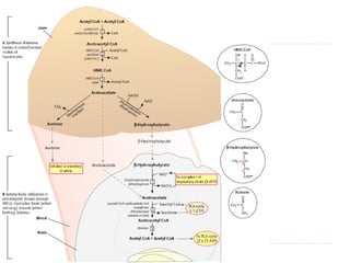 Metabolismo de carbohidratos y lípidos