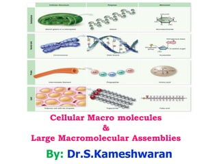 Cellular Macro molecules
&
Large Macromolecular Assemblies
By: Dr.S.Kameshwaran
 