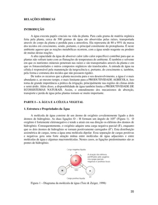 35 
H 
RELAÇÕES HÍDRICAS 
INTRODUÇÃO 
A água executa papéis cruciais na vida da planta. Para cada grama de matéria orgânica 
feita pela planta, cerca de 500 gramas de água são absorvidas pelas raízes, transportada 
através do corpo da planta e perdida para a atmosfera. Ela representa de 80 a 95% da massa 
dos tecidos em crescimento, sendo, portanto, o principal constituinte do protoplasma. É neste 
ambiente aquoso que as reações metabólicas ocorrem, com a água sendo reagente ou produto 
de muitas destas reações. 
A alta capacidade da água de absorver calor (alto calor específico) contribui para que as 
plantas não sofram tanto com as flutuações de temperatura do ambiente. É também o solvente 
em que os nutrientes minerais penetram nas raízes e são transportados através da planta e em 
que os fotoassimilados e outros compostos orgânicos são translocados. A entrada de água na 
célula é responsável pela manutenção da turgescência e, portanto, do crescimento e, também, 
pela forma e estrutura dos tecidos que não possuem rigidez. 
De todos os recursos que a planta necessita para o seu desenvolvimento, a água é o mais 
abundante e, ao mesmo tempo, o mais limitante para a PRODUTIVIDADE AGRÍCOLA. Isto 
torna de grande importância a prática da irrigação, principalmente nas regiões de climas árido 
e semi-árido. Além disso, a disponibilidade de água também limita a PRODUTIVIDADE DE 
ECOSSISTEMAS NATURAIS. Assim, o entendimento dos mecanismos de absorção, 
transporte e perda de água pelas plantas tornam-se muito importante. 
PARTE I – A ÁGUA E A CÉLULA VEGETAL 
1. Estrutura e Propriedades da Água 
A molécula de água consiste de um átomo de oxigênio covalentemente ligado a dois 
átomos de hidrogênio. As duas ligações O – H formam um ângulo de 105o (Figura 1). O 
oxigênio é fortemente eletronegativo e tende a atrair em sua direção os elétrons dos átomos de 
hidrogênio. Consequentemente, o oxigênio adquire uma carga negativa parcial (d-), enquanto 
que os dois átomos de hidrogênio se tornam positivamente carregados (d+). Esta distribuição 
assimétrica de cargas, torna a água uma molécula dipolar. Essa separação de cargas positivas 
e negativas gera uma forte atração mútua entre moléculas de água adjacentes e entre 
moléculas de água e algumas macromoléculas. Nestes casos, as ligações predominantes são as 
pontes de hidrogênio. 
Figura 1 – Diagrama da molécula de água (Taiz & Zeiger, 1998) 
 