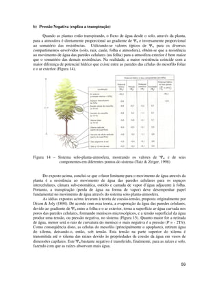 59 
b) Pressão Negativa (explica a transpiração) 
Quando as plantas estão transpirando, o fluxo de água desde o solo, através da planta, 
para a atmosfera é diretamente proporcional ao gradiente de Yw e inversamente proporcional 
ao somatório das resistências. Utilizando-se valores típicos de Yw para os diversos 
compartimentos envolvidos (solo, raiz, caule, folha e atmosfera), obtém-se que a resistência 
ao movimento de água das paredes celulares (na folha) para a atmosfera exterior é bem maior 
que o somatório das demais resistências. Na realidade, a maior resistência coincide com a 
maior diferença de potencial hídrico que existe entre as paredes das células do mesofilo foliar 
e o ar exterior (Figura 14). 
Figura 14 – Sistema solo-planta-atmosfera, mostrando os valores de Yw e de seus 
componentes em diferentes pontos do sistema (Taiz  Zeiger, 1998) 
Do exposto acima, conclui-se que o fator limitante para o movimento de água através da 
planta é a resistência ao movimento de água das paredes celulares para os espaços 
intercelulares, câmara sub-estomática, ostíolo e camada de vapor d’água adjacente à folha. 
Portanto, a transpiração (perda de água na forma de vapor) deve desempenhar papel 
fundamental no movimento de água através do sistema solo-planta-atmosfera. 
As idéias expostas acima levaram à teoria de coesão-tensão, proposta originalmente por 
Dixon  Joly (1894). De acordo com essa teoria, a evaporação da água das paredes celulares, 
devido ao gradiente de Yw entre a folha e o ar exterior, torna a superfície ar-água curvada nos 
poros das paredes celulares, formando meniscos microscópicos, e a tensão superficial da água 
produz uma tensão, ou pressão negativa, no sistema (Figura 15). Quanto maior for a retirada 
de água, menor será o raio de curvatura do menisco e mais negativa é a pressão (P = - 2T/r). 
Como conseqüência disto, as células do mesofilo (principalmente o apoplasto), retiram água 
do xilema, deixando-o, então, sob tensão. Esta tensão na parte superior do xilema é 
transmitida até o xilema das raízes devido às propriedades de coesão da água em vasos de 
dimensões capilares. Este Yw bastante negativo é transferido, finalmente, para as raízes e solo, 
fazendo com que as raízes absorvam mais água. 
 