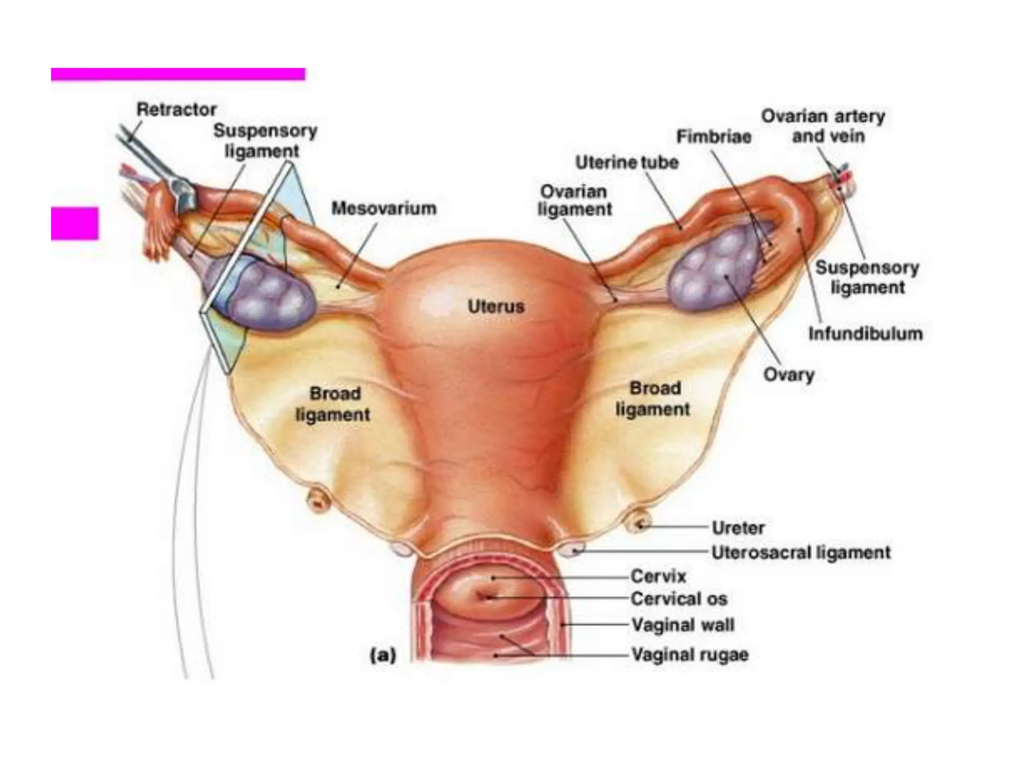 (iii) The internal Female Reproductive Organs (Fallopian Tube and ...