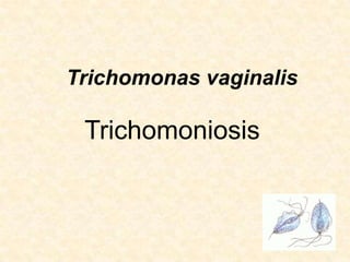 Trichomonas vaginalis
Trichomoniosis
 