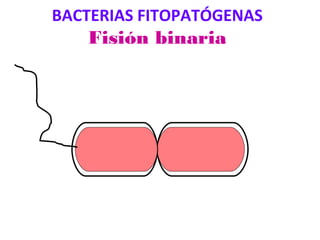 BACTERIAS FITOPATÓGENAS
Fisión binaria
 