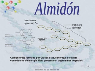 19
Carbohidrato formado por Glucosa (azúcar) y que se utiliza
como fuente de energía. Esta presente en organismos vegetales
Monómero
(glucosa)
Polímero
(almidón)
 