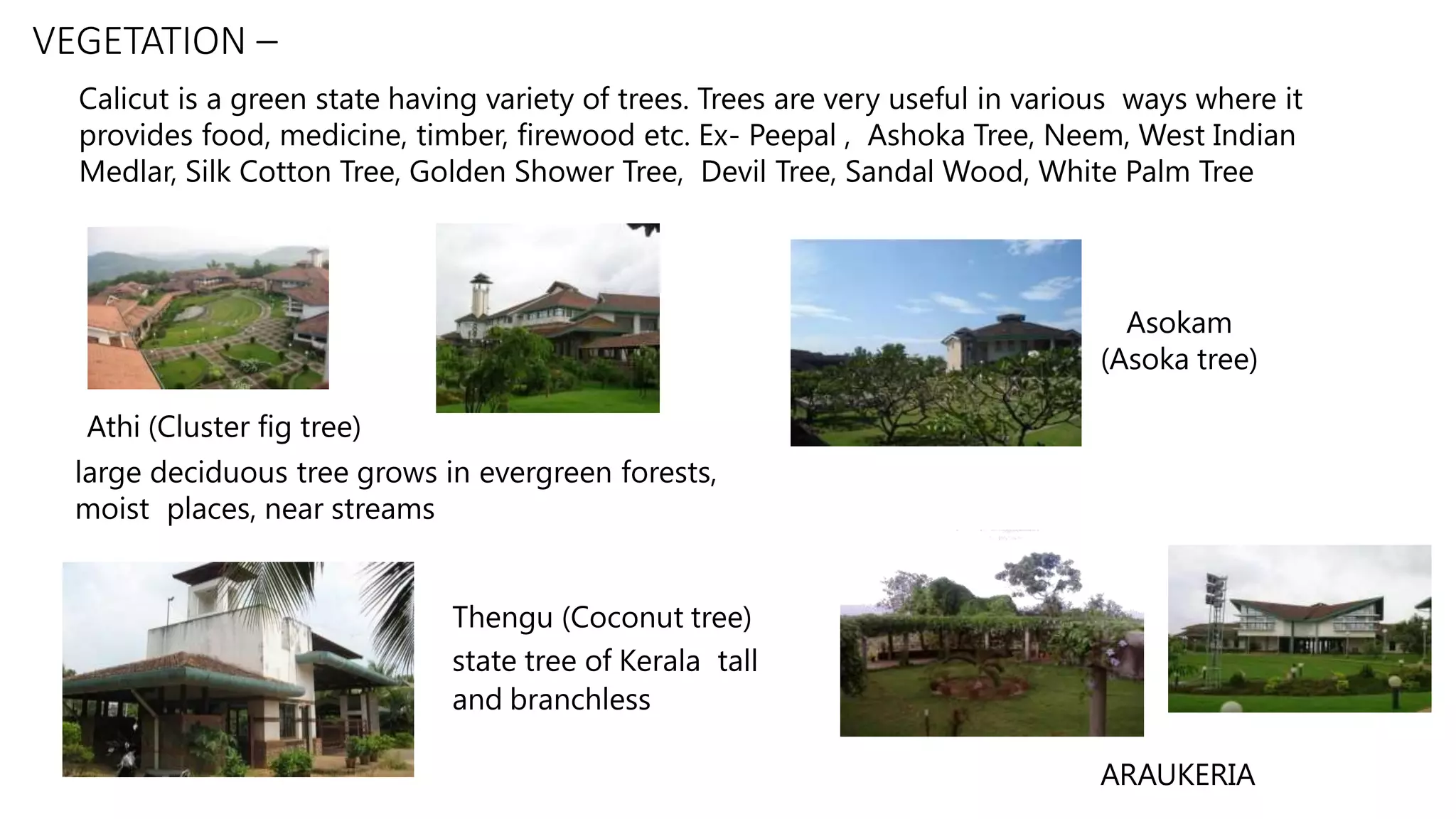 VEGETATION –
Athi (Cluster fig tree)
large deciduous tree grows in evergreen forests,
moist places, near streams
Asokam
(Asoka tree)
ARAUKERIA
Thengu (Coconut tree)
state tree of Kerala tall
and branchless
Calicut is a green state having variety of trees. Trees are very useful in various ways where it
provides food, medicine, timber, firewood etc. Ex- Peepal , Ashoka Tree, Neem, West Indian
Medlar, Silk Cotton Tree, Golden Shower Tree, Devil Tree, Sandal Wood, White Palm Tree
 