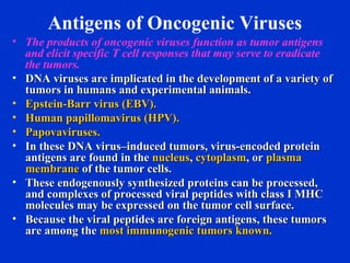 Antigens of Oncogenic Viruses
• The products of oncogenic viruses function as tumor antigens
and elicit specific T cell responses that may serve to eradicate
the tumors.
• DNA viruses are implicated in the development of a variety ofDNA viruses are implicated in the development of a variety of
tumors in humans and experimental animals.tumors in humans and experimental animals.
• Epstein-Barr virus (EBV).Epstein-Barr virus (EBV).
• Human papillomavirus (HPV).Human papillomavirus (HPV).
• Papovaviruses.Papovaviruses.
• In these DNA virus–induced tumors, virus-encoded proteinIn these DNA virus–induced tumors, virus-encoded protein
antigens are found in theantigens are found in the nucleusnucleus,, cytoplasmcytoplasm, or, or plasmaplasma
membranemembrane of the tumor cells.of the tumor cells.
• These endogenously synthesized proteins can be processed,These endogenously synthesized proteins can be processed,
and complexes of processed viral peptides with class I MHCand complexes of processed viral peptides with class I MHC
molecules may be expressed on the tumor cell surface.molecules may be expressed on the tumor cell surface.
• Because the viral peptides are foreign antigens, these tumorsBecause the viral peptides are foreign antigens, these tumors
are among theare among the most immunogenic tumors known.most immunogenic tumors known.
 