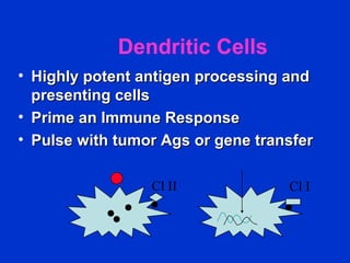 Dendritic Cells
• Highly potent antigen processing andHighly potent antigen processing and
presenting cellspresenting cells
• Prime an Immune ResponsePrime an Immune Response
• Pulse with tumor Ags or gene transferPulse with tumor Ags or gene transfer
Cl II Cl I
 
